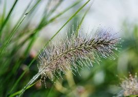grashalm tau grass in drops of morning dew closeup