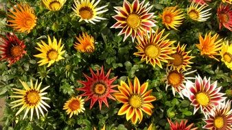 picturesque Gazania Flowers