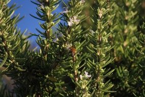 Rosemary Herbs