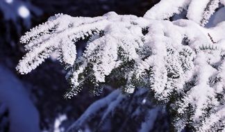 Conifer snow Branch