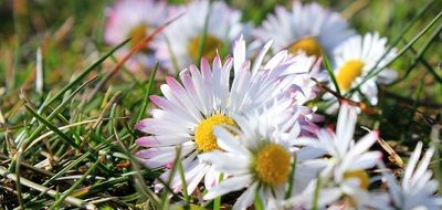 white daisies on green grass in the meadow