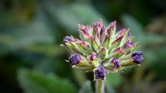 Verbena Bud Blossom macro