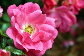tea rose on a bush close up