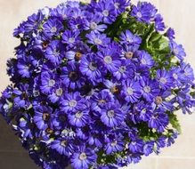 large bouquet of blue flowers in a flower pot