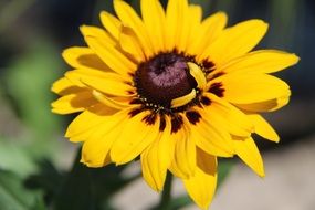 bright yellow flower with a dark heart
