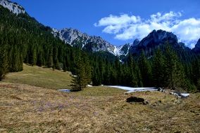 Tatry KoÅcieliska Valley Green Forest view