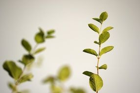 young green bush branches against a white wall