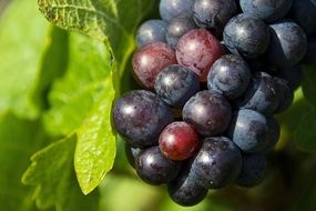 close up photo of red and blue Grapes among leaves