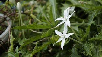 closeup view of white flowers among green grass in the garden