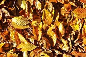 A lot of the yellow foliage in autumn close-up