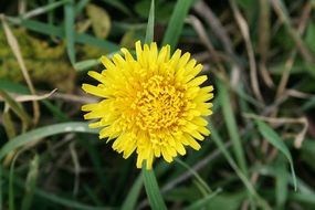 yellow dandelion on the grass