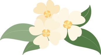 wonderful white Flowers drawing