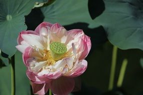 Pink and white lotus flowers blossom