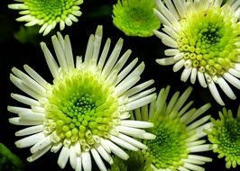 White and green Chrysanthemum Flower