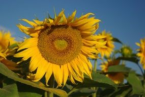 Beautiful yellow sunflowers under the sun in summer