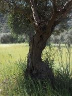 gnarled olive tree
