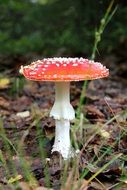 Amanita on a thin stalk on dry leaves