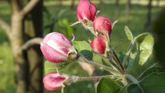 closed buds on an apple tree in a garden in Manzano, Italy