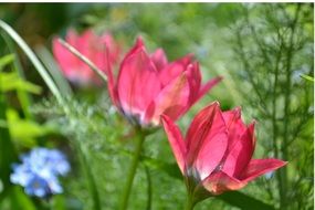 Humilis Tulip