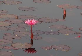 water lily on the lake in India