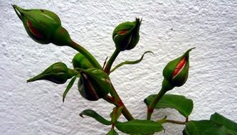 incredibly delicious Rose Bud