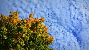 multi-colored snow tree against the background of fluffy clouds on a sunny day