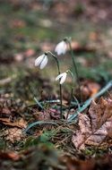 Picture of Snowdrop flowers