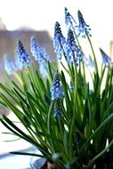 Muscari Flowers close up