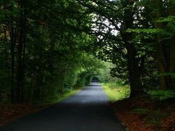 asphalt road in green forest