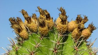 Colorful cactus fruits in Ayia Napa cactus park