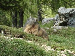 alpine marmot is resting on a hill