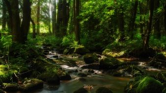Running Water on a stones in a forest