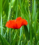 red poppy on bright green field close up