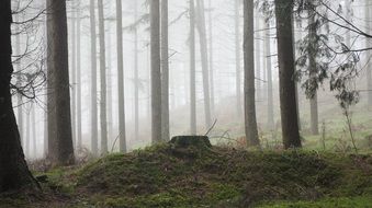 walk through the misty forest