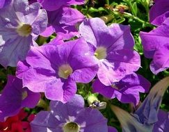 purple petunia in the garden