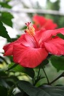 incredibly delicious Red Hibiscus