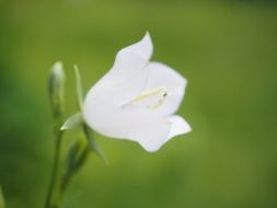 delicate white balloon flower