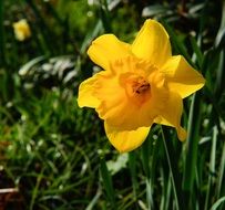 yellow daffodil among green grass close up