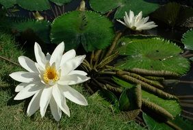 white water lilies