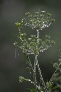 inflorescence of parsley in raindrops close-up