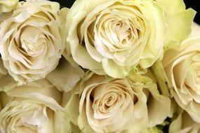 white roses in a bouquet close-up