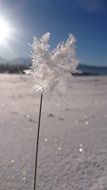 frozen plant in the desert