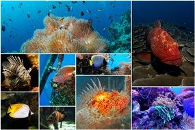 Deep Water Fish Collage Photo