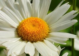 yellow fluffy daisy core
