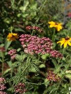 Yarrow Achillea Millefolium plant
