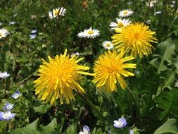 Yellow flower bloom in green grass