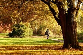 walk among the autumn park on a sunny day