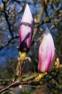 pink magnolia like a tulip in the bright sun
