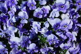many bright blue violets