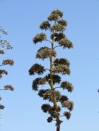 incredibly handsome Agave Flora